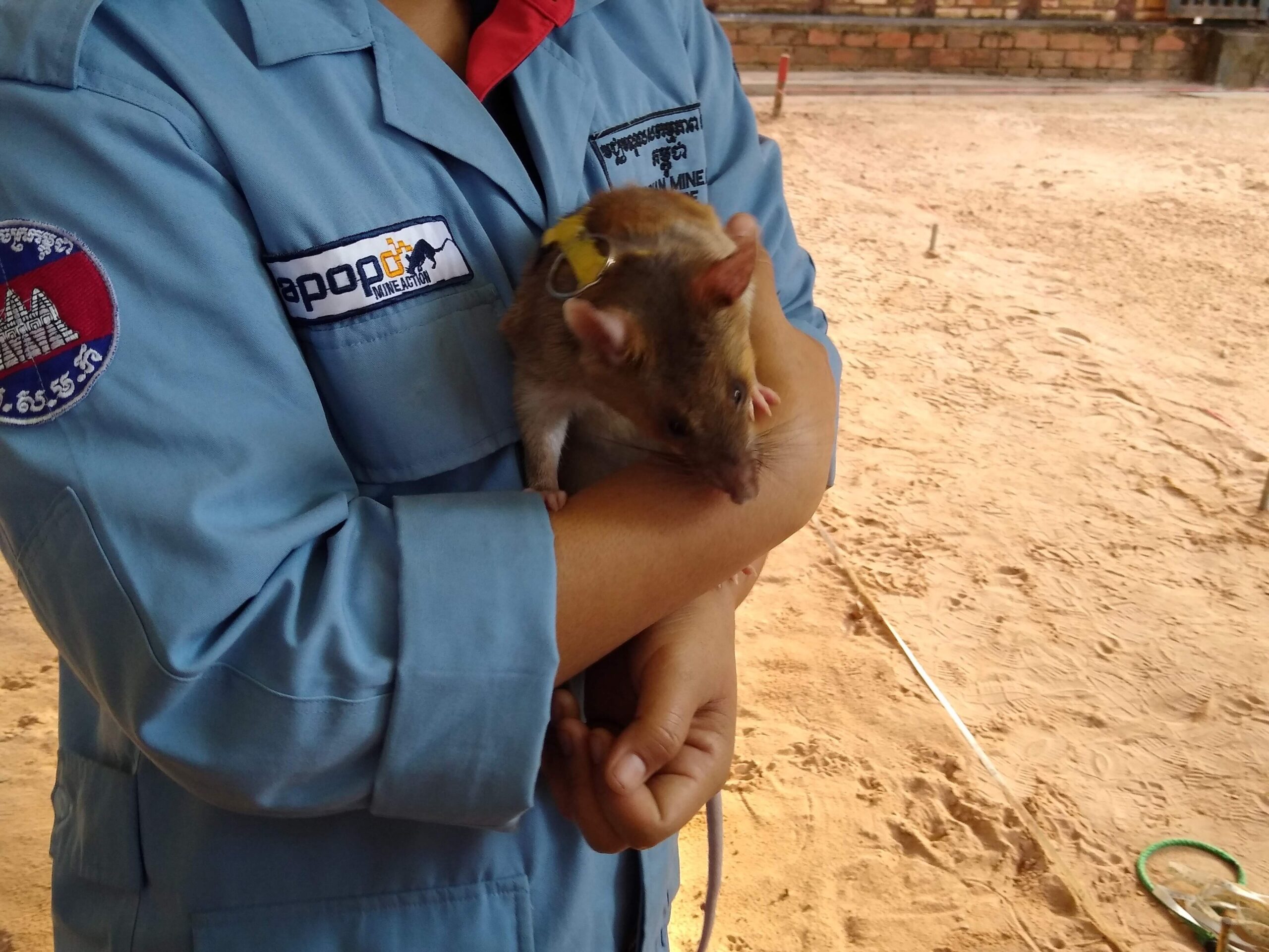 Bosco, an African giant pouched rat trained by APOPO to detect landmines, at the visitor center in Siem Reap, Cambodia