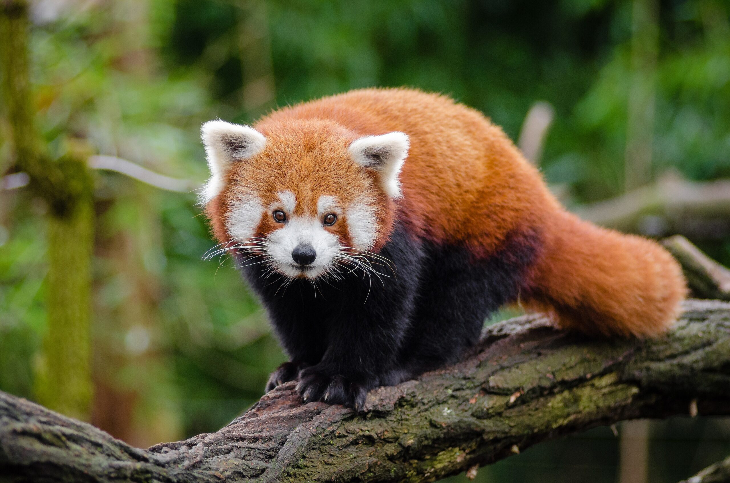 A red panda resting on a tree branch