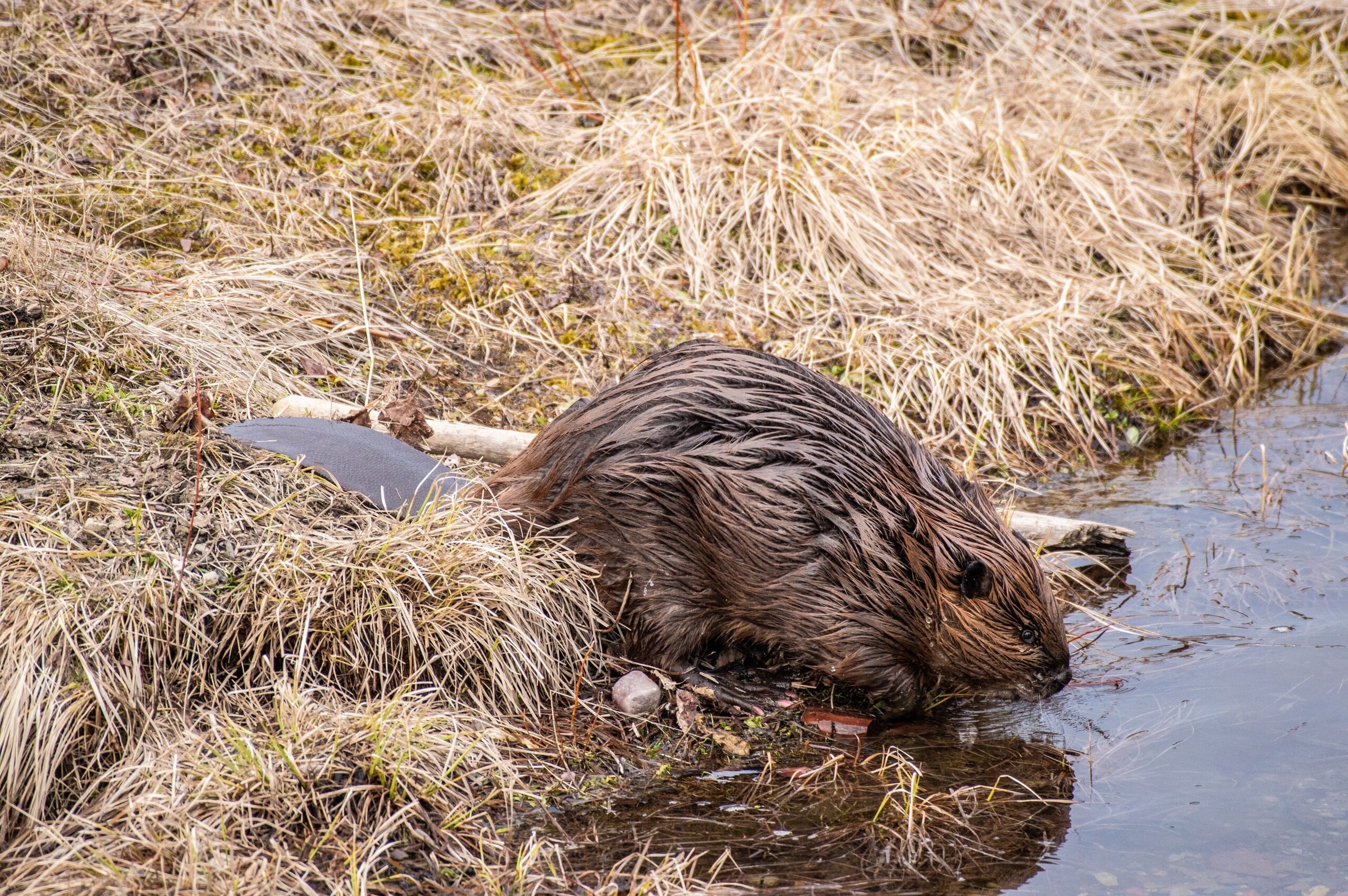 A North American beaver swimming at the water surface