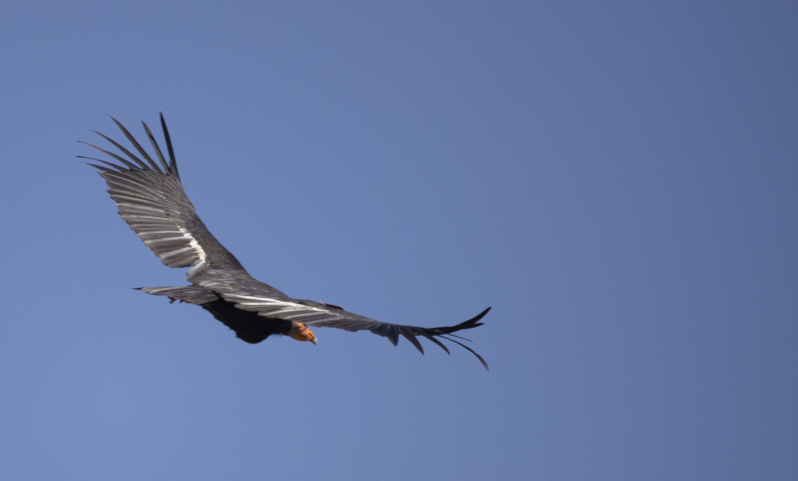 A California condor soaring with its wings fully spread over Bitter Creek National Wildlife Refuge