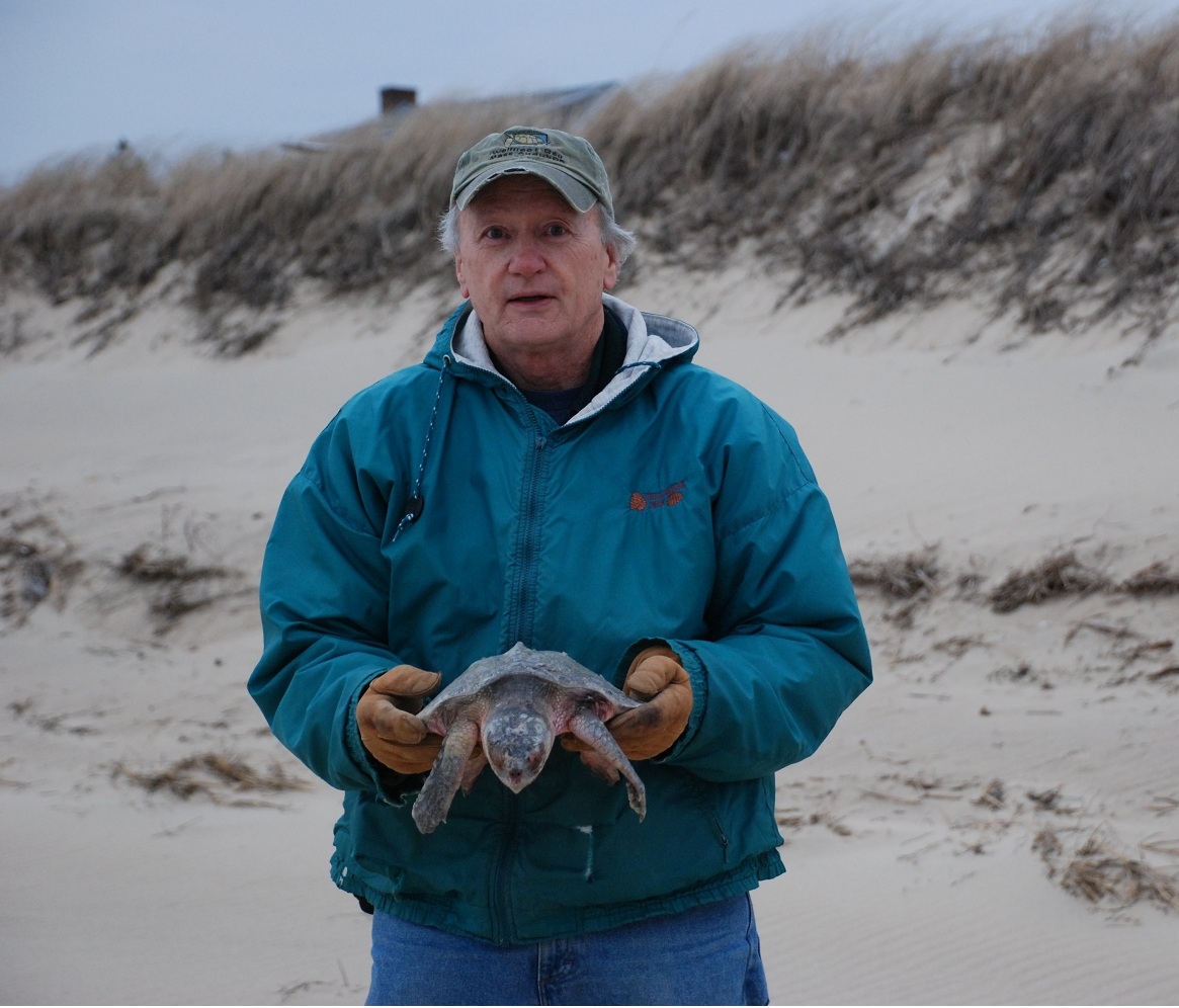 A Wellfleet Bay volunteer holding a small cold-stunned Kemp's ridley sea turtle