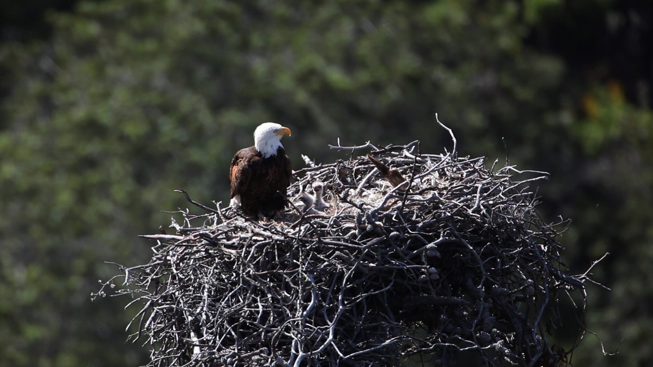 A bald eagle perched with its white head and yellow beak in profile