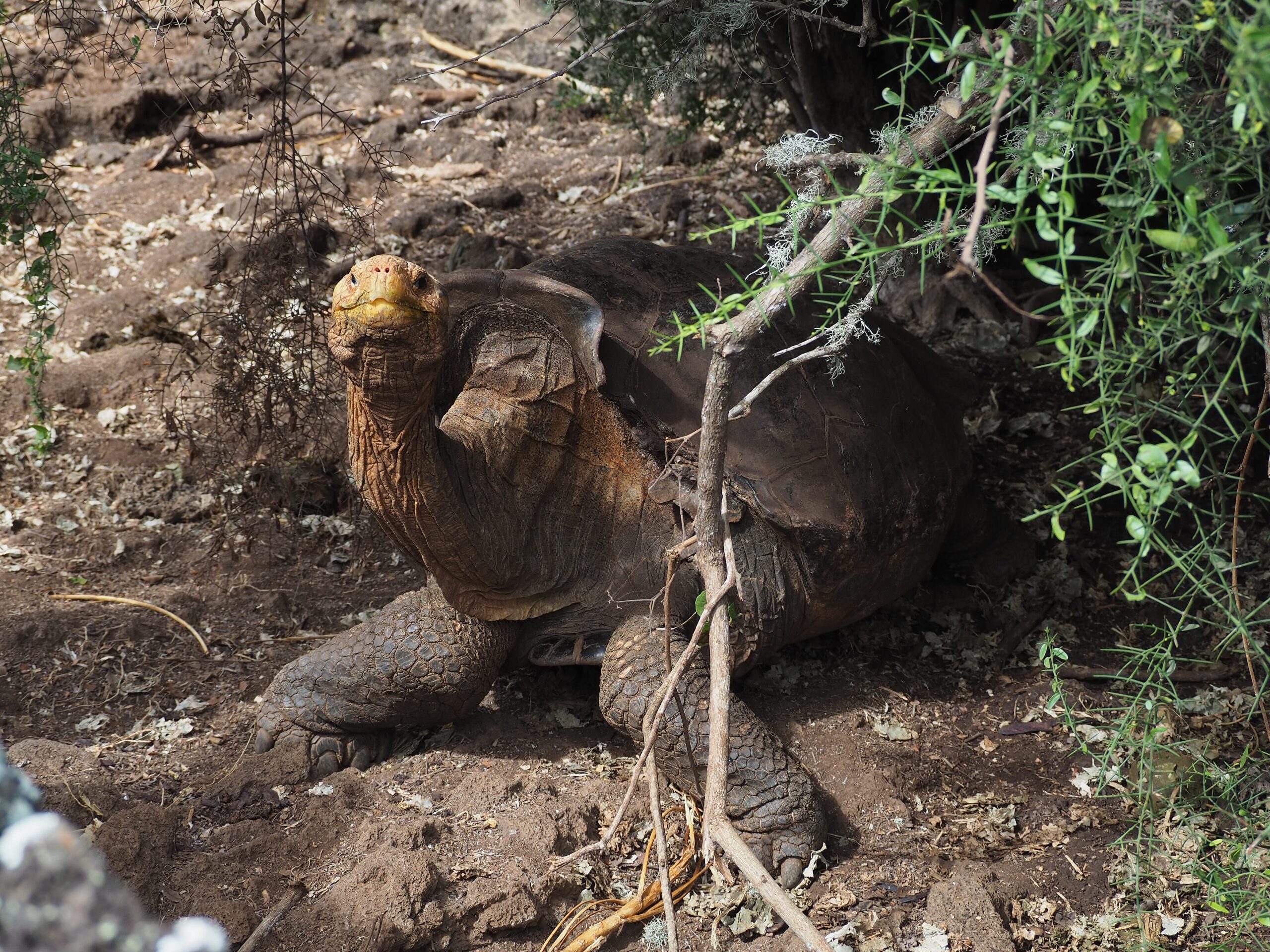 Diego, an Española giant tortoise, at the Charles Darwin Research Station in the Galápagos