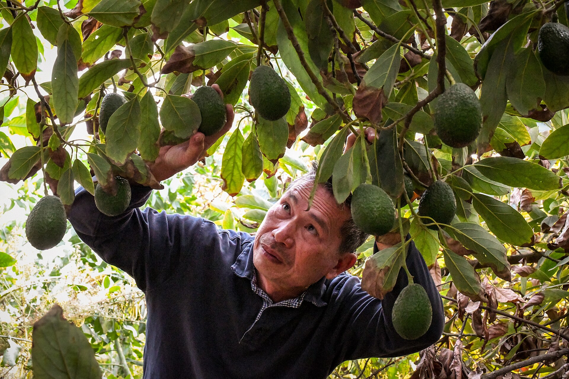A farmer reaches up to inspect green avocados hanging from a tree in his orchard in Fallbrook, California