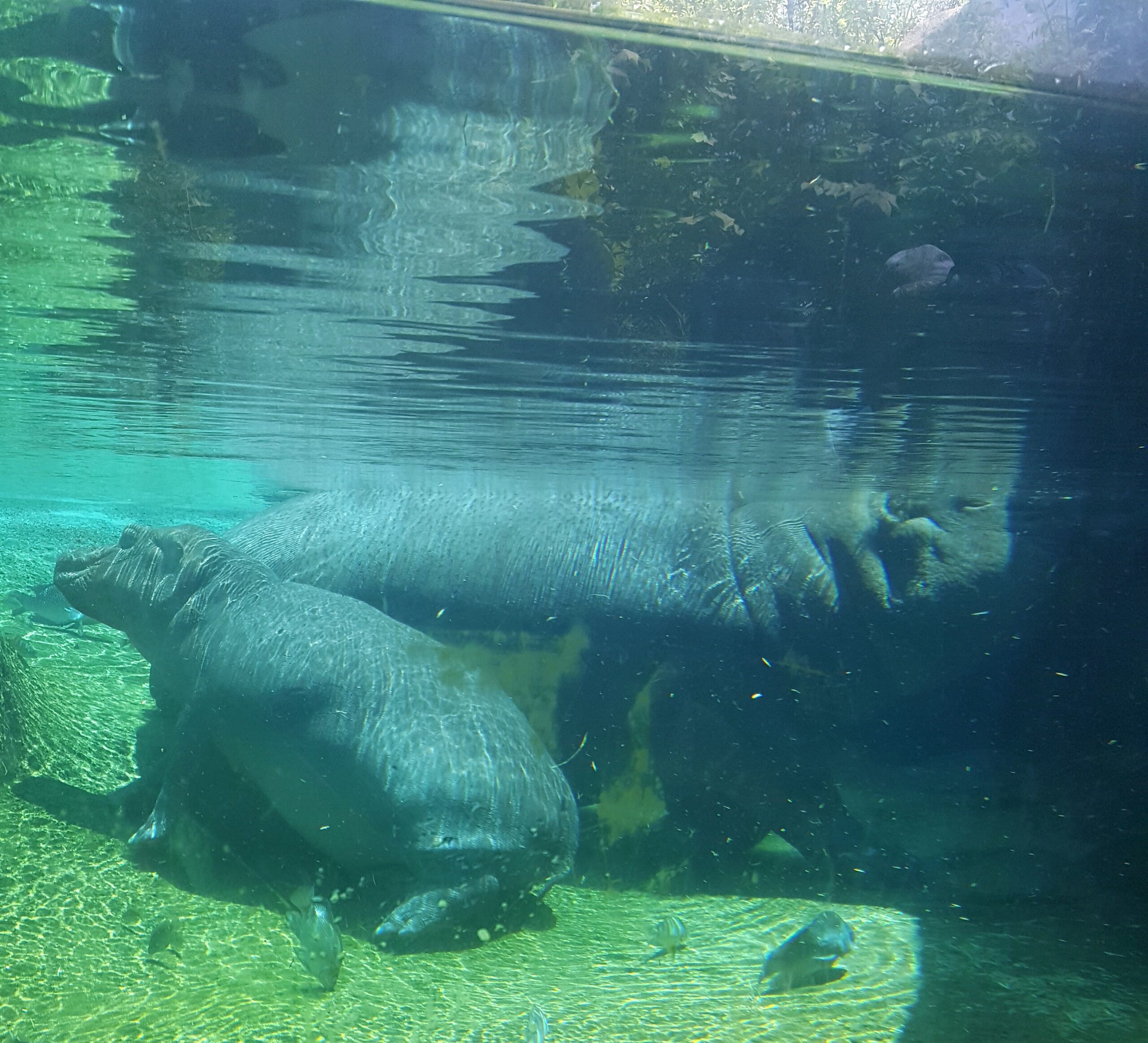 Fiona the hippo nuzzling her mother Bibi underwater at the Cincinnati Zoo