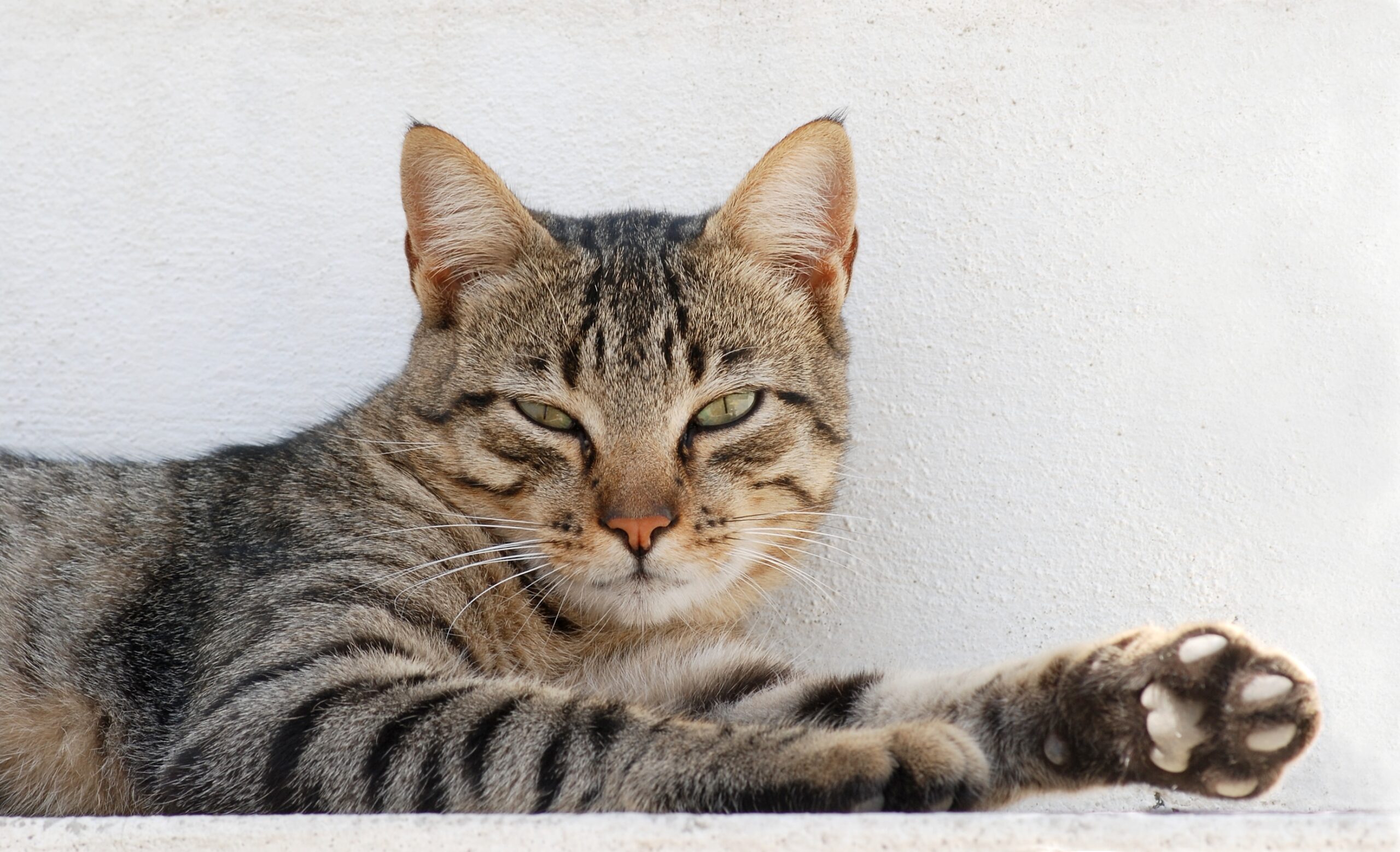 A tabby cat resting and looking toward the camera