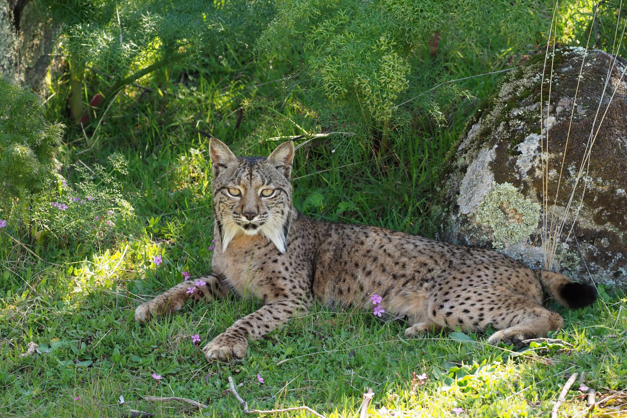 A female Iberian lynx in the Sierra de Andújar in Andalusia, Spain