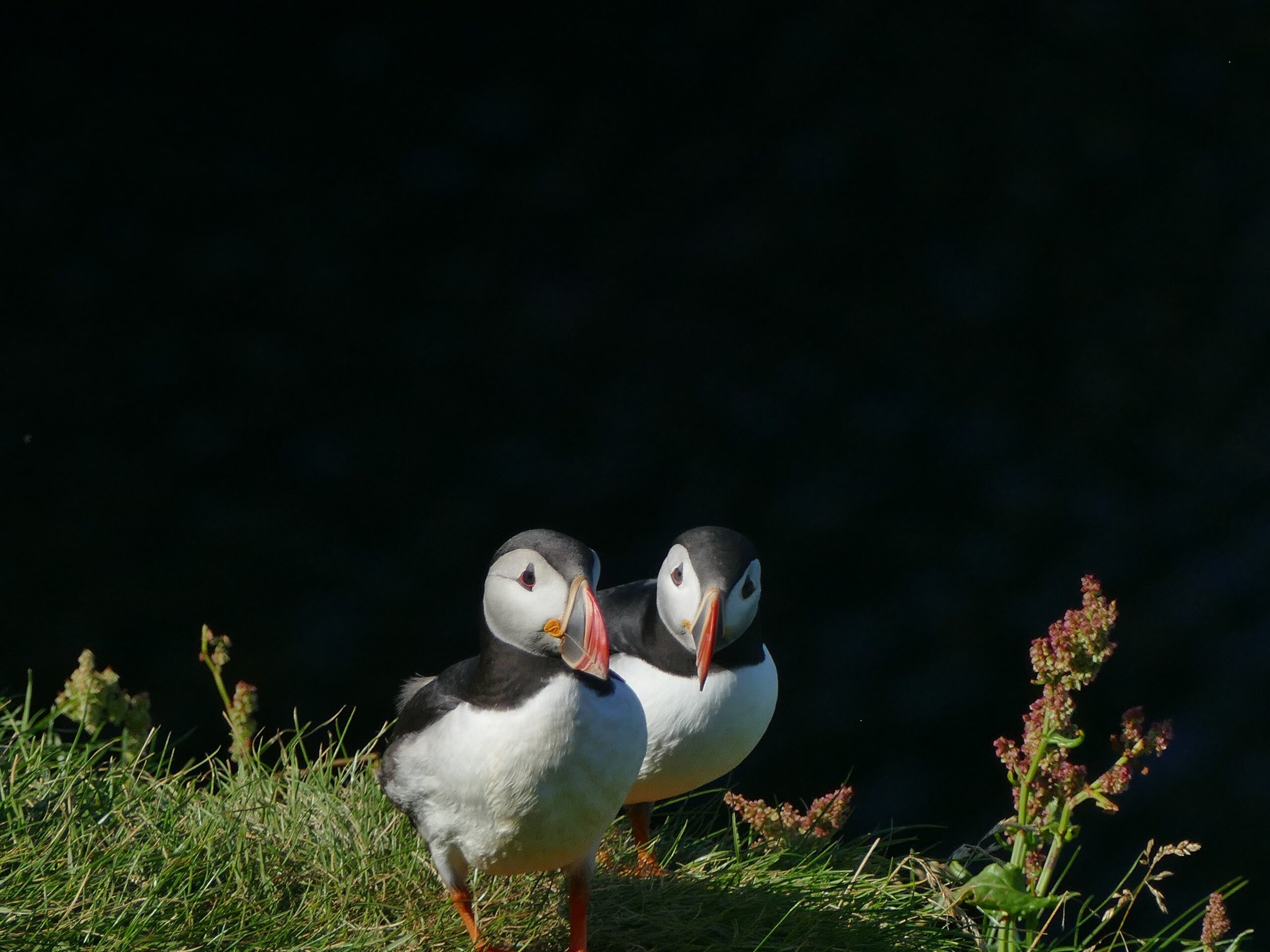 Juvenile Atlantic puffins, known as pufflings, in the Westman Islands of Iceland