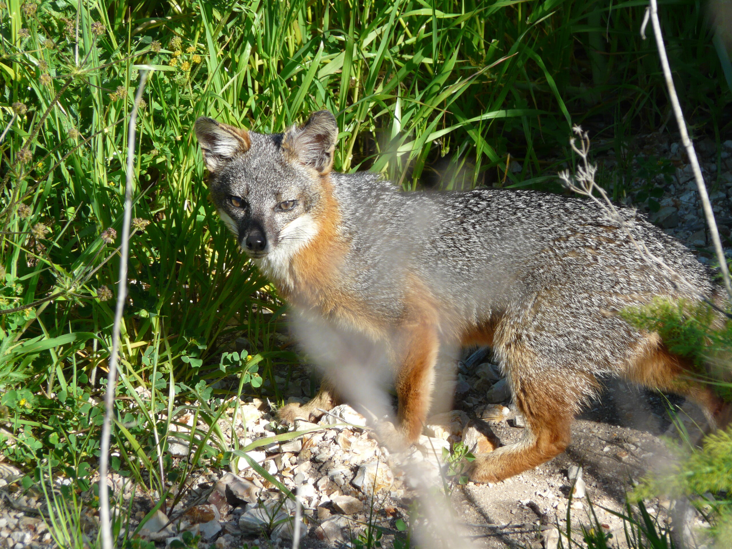 A small Santa Cruz Island fox standing in dry grass