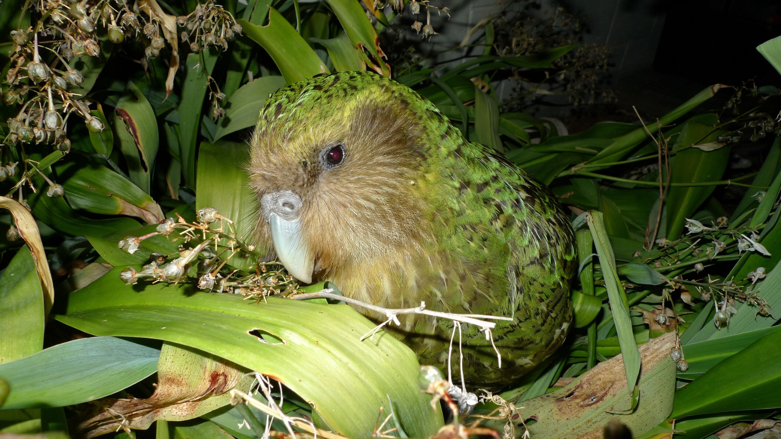 Sirocco, a green kākāpō parrot, on the forest floor