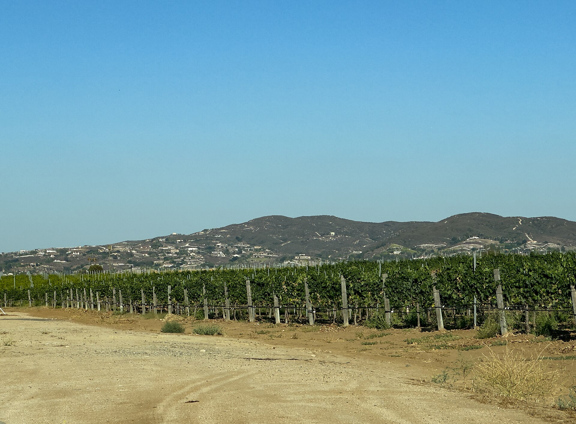Rows of green grapevines on a dry slope with rolling hills and Oak Mountain under a clear blue sky in Temecula wine country