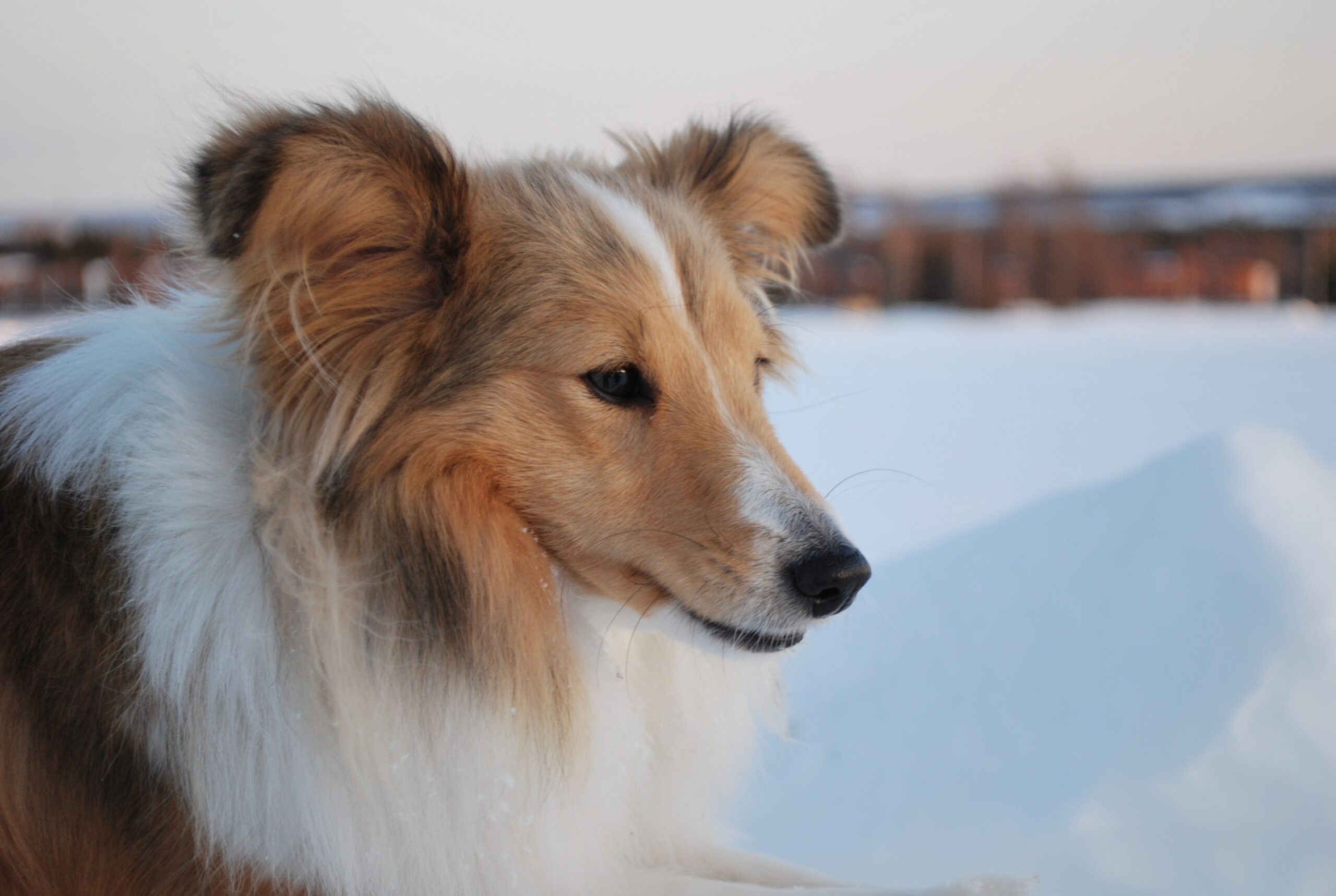 A sable Shetland Sheepdog standing in grass