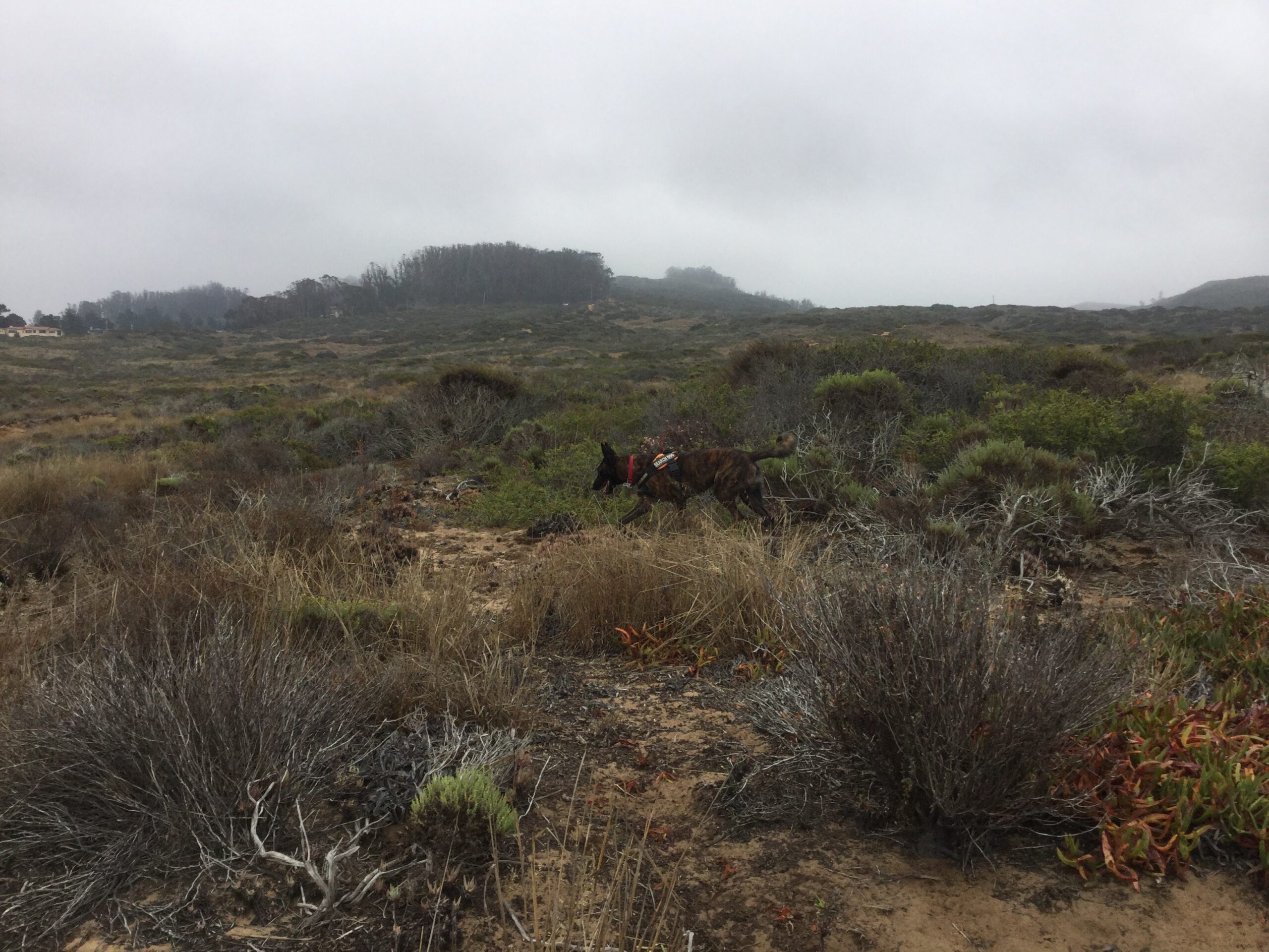 A scent detection dog searching with its nose to the ground