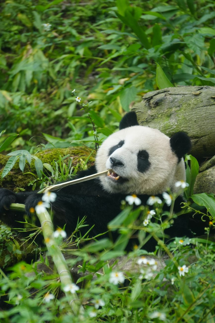 giant panda relaxing and eating bamboo in lush habitat