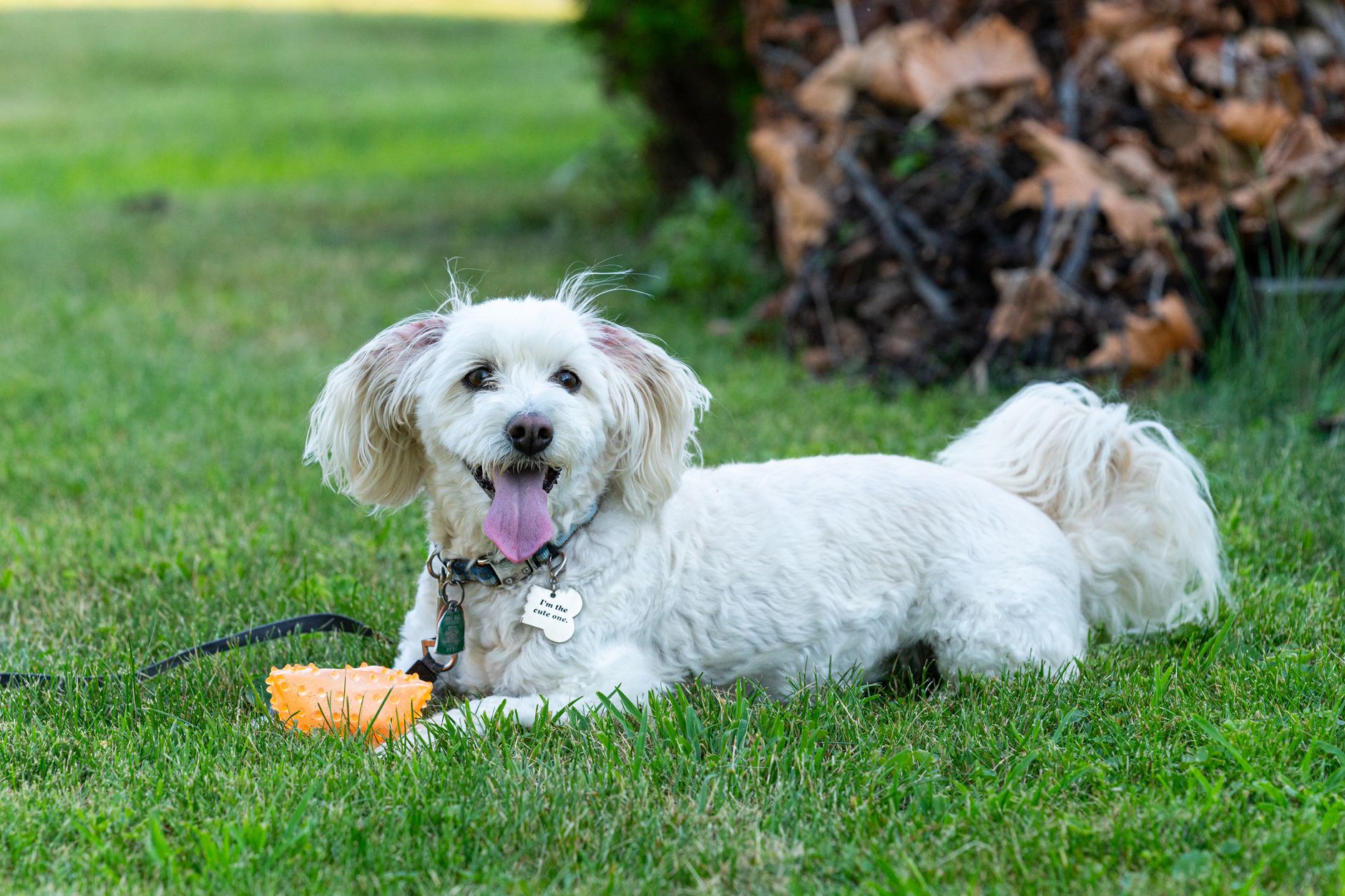 playful poodle relaxing on grass outdoors