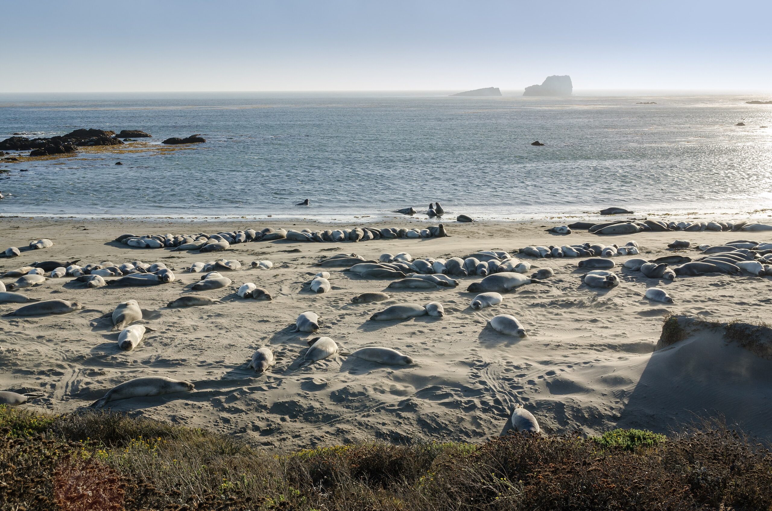 Northern elephant seals resting on the beach at the Piedras Blancas rookery near San Simeon, California