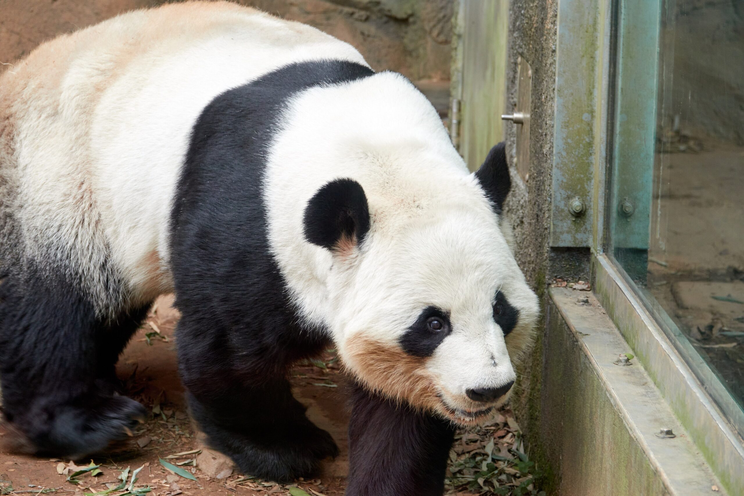 Yang Yang, a giant panda, at Zoo Atlanta