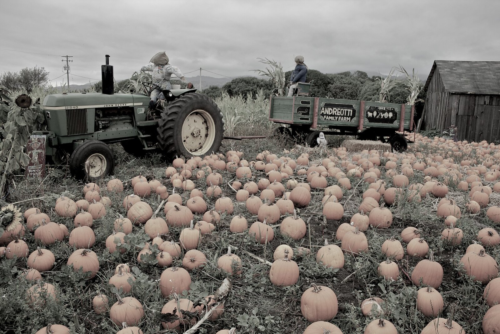 Rows of orange pumpkins at a California pumpkin patch with a tractor in the background