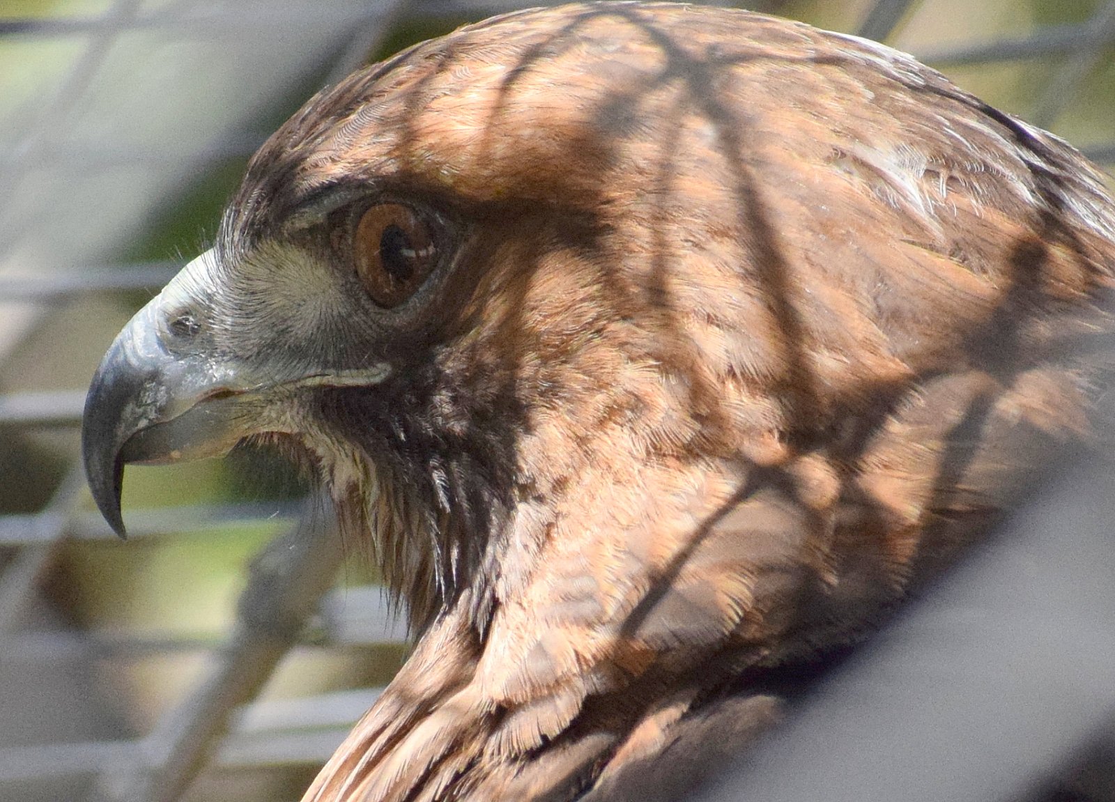 Close-up of a red-tailed hawk at the OC Zoo