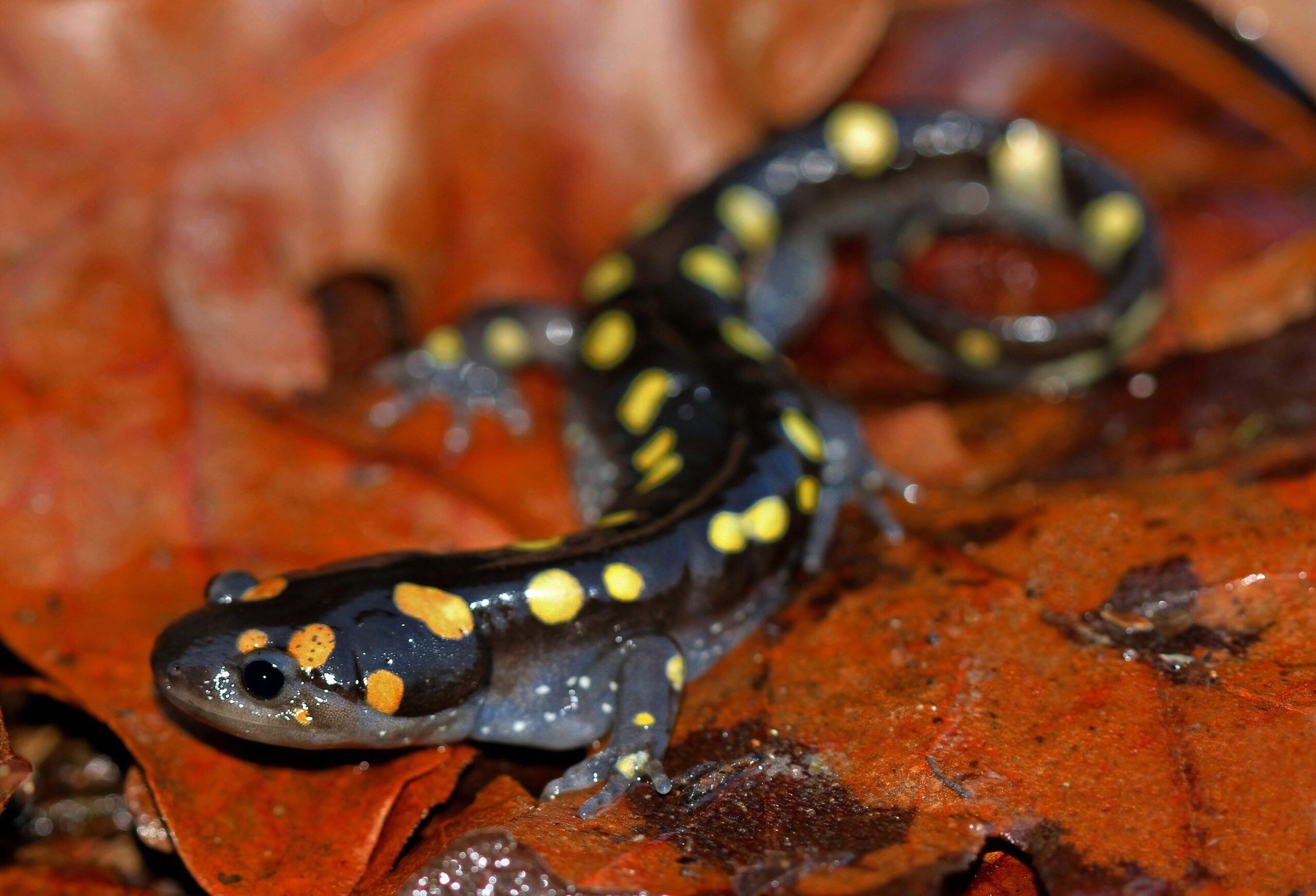 A black spotted salamander with bright yellow spots resting on leaf litter