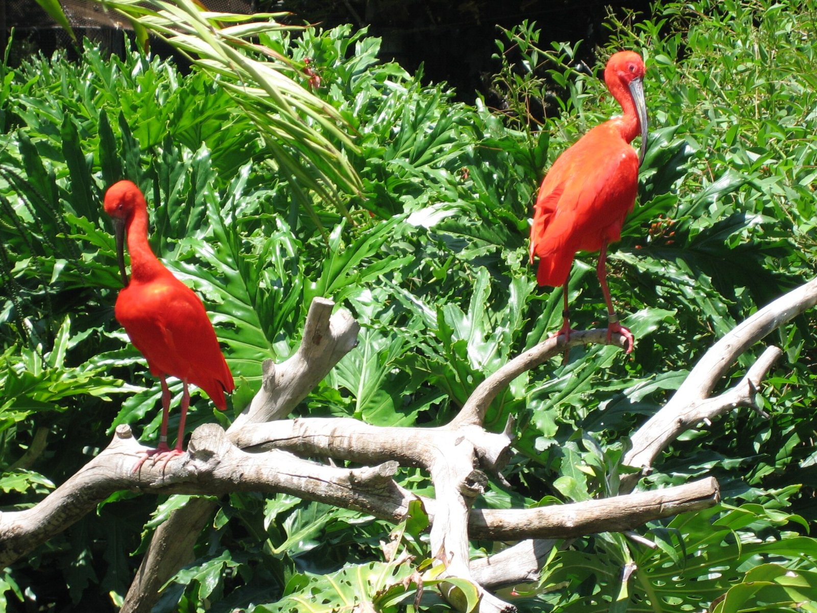 Two scarlet ibises in the Colors of the Amazon aviary at the Santa Ana Zoo