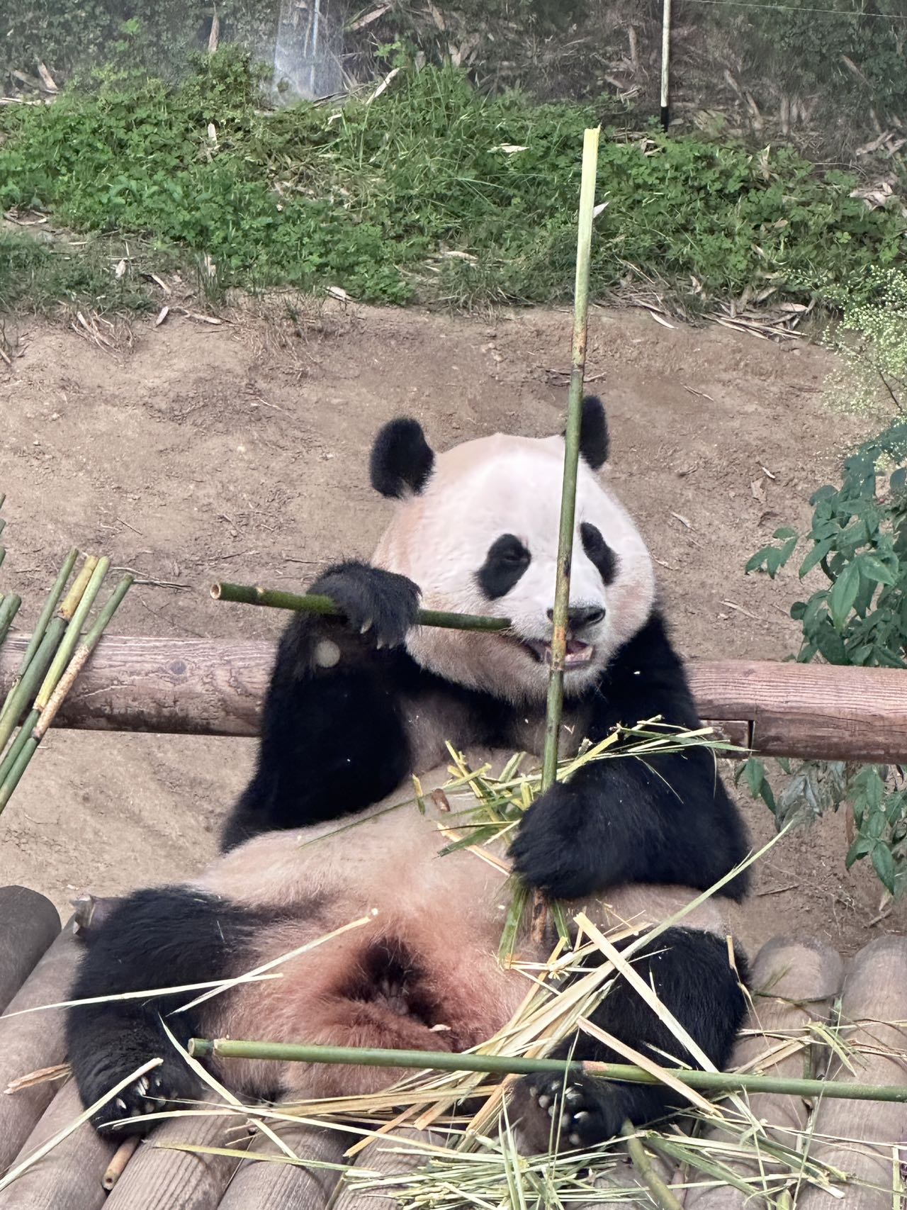 Ai Bao, a giant panda at Everland in South Korea