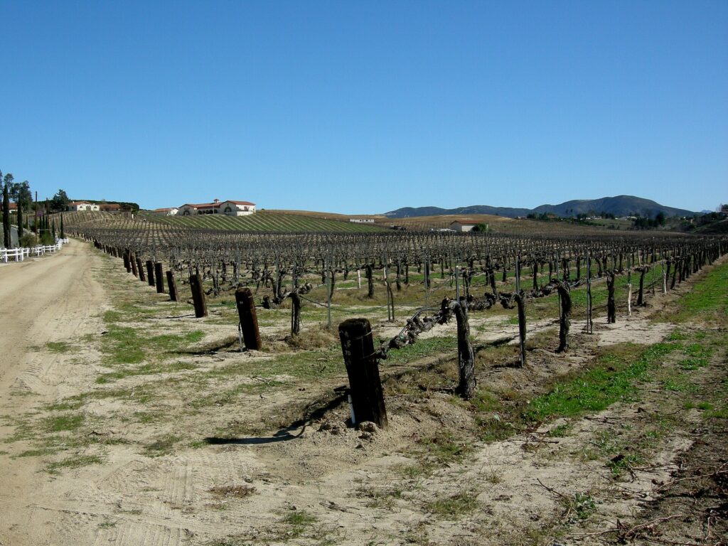 Pruned vines in Temecula Valley wine country in winter – The 824 Journal Rows of pruned, leafless grapevines on wires across a sunny Temecula Valley vineyard with hills on the horizon