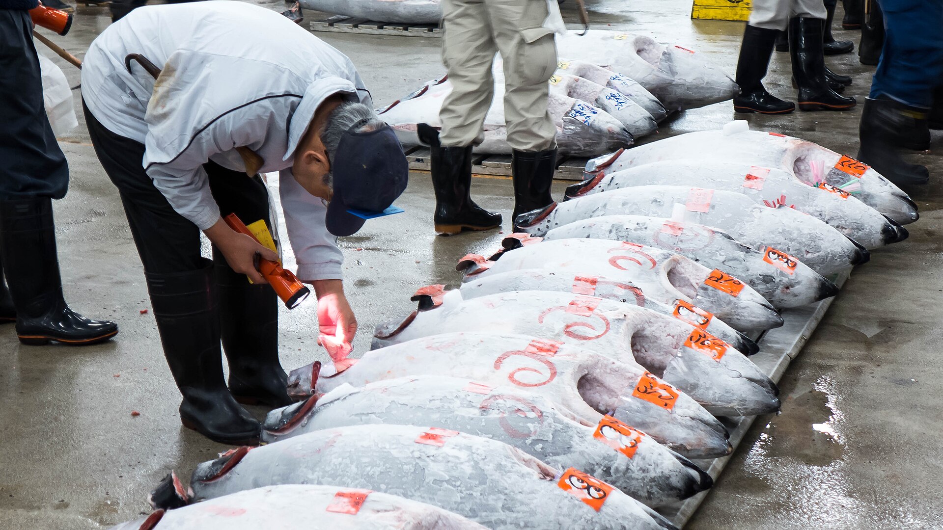 A bidder inspects a whole tuna before the auction at Tokyo's Tsukiji fish market