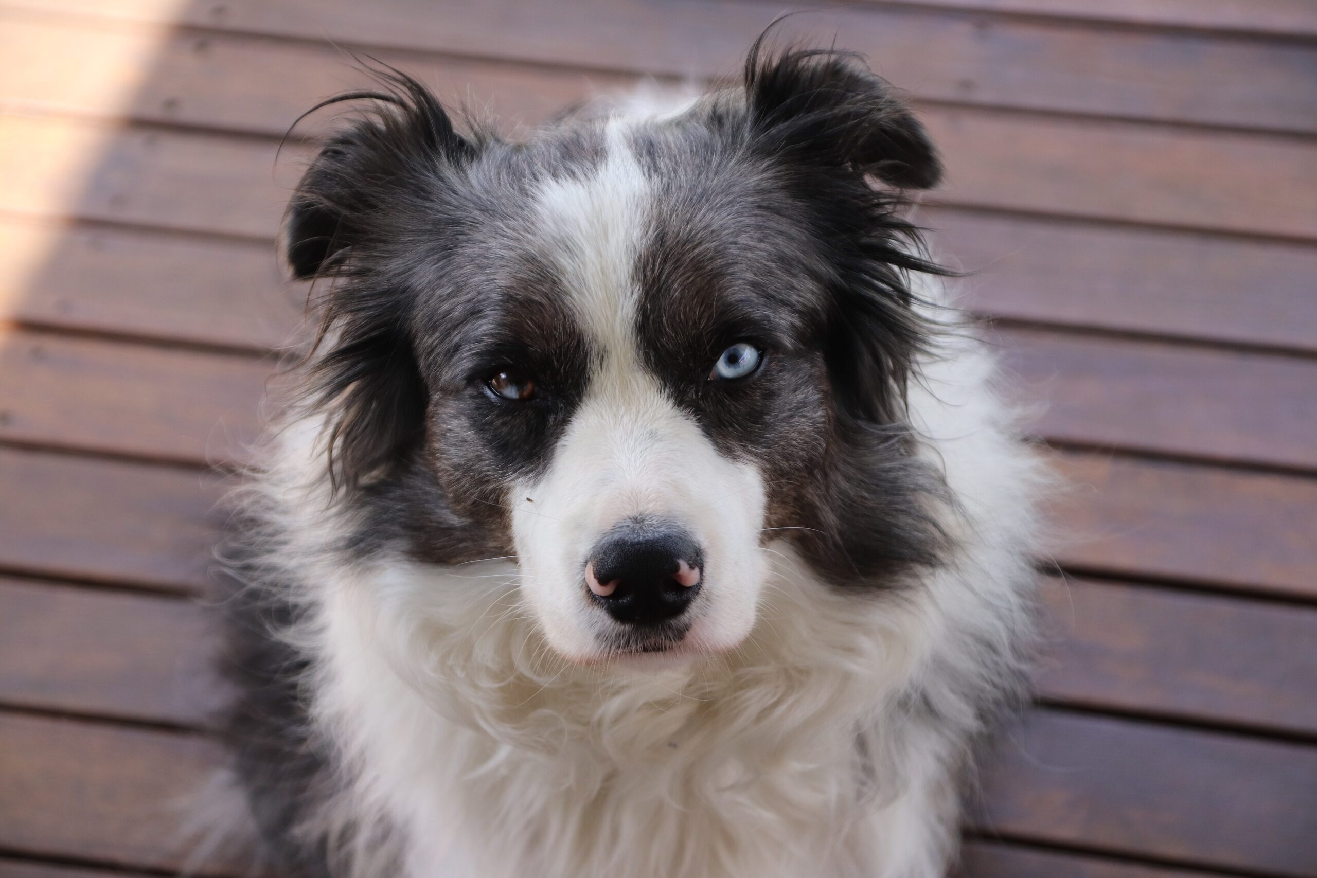 A black and white Border Collie with one blue eye and one brown eye