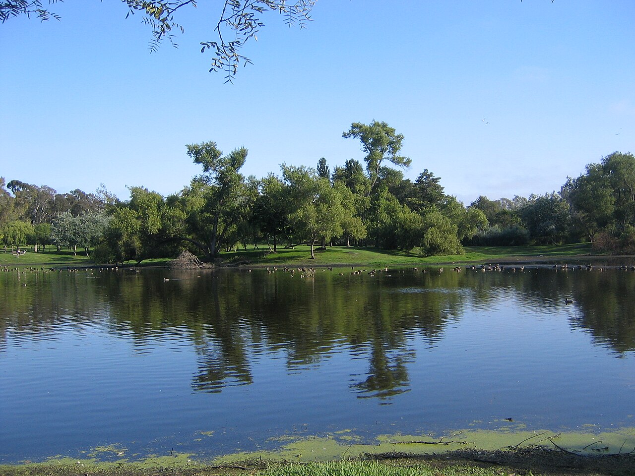 A lake reflecting trees and a blue sky in Huntington Central Park in Huntington Beach