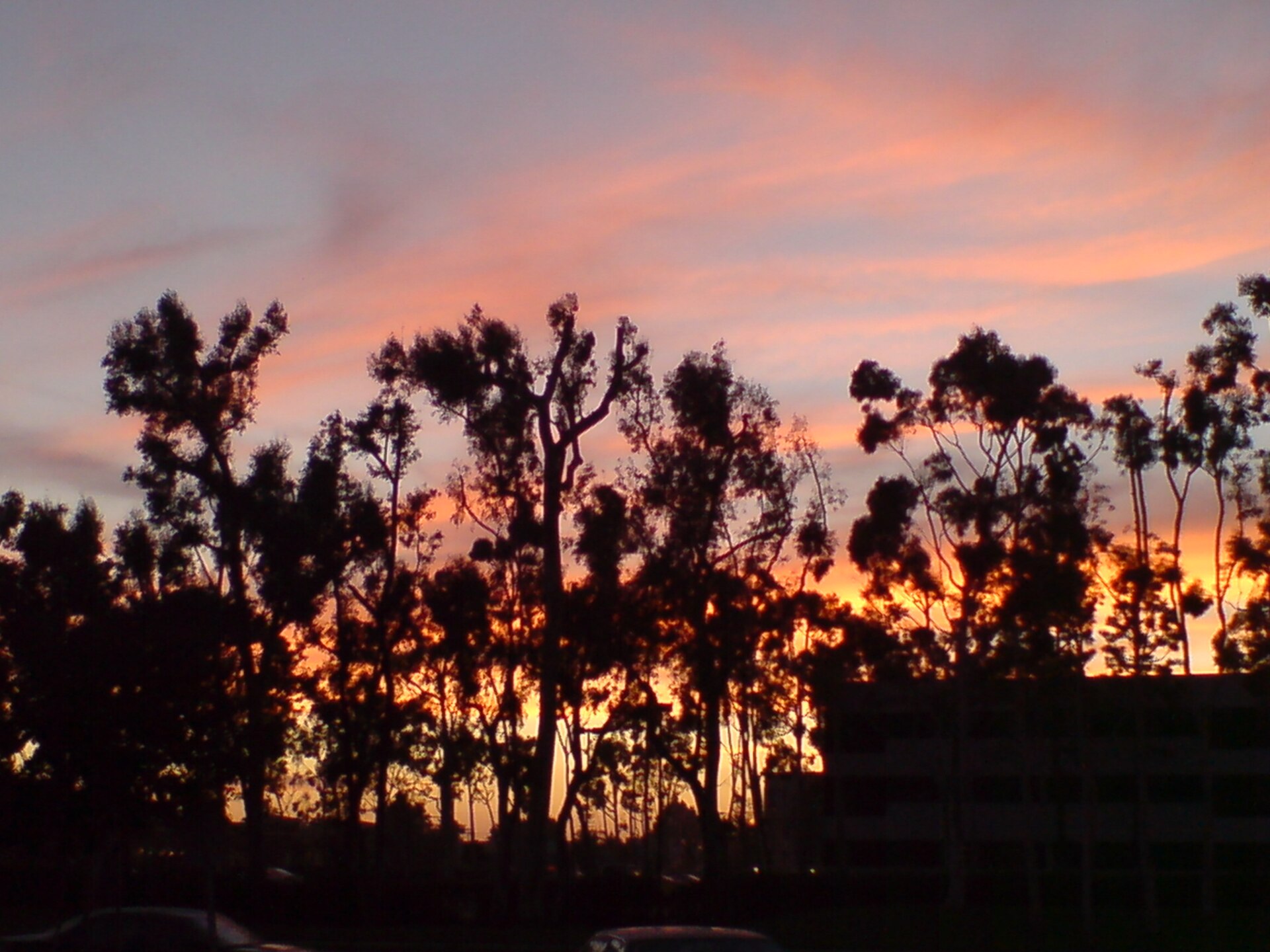 Trees silhouetted against an orange sunset sky at Wilson Park in Torrance